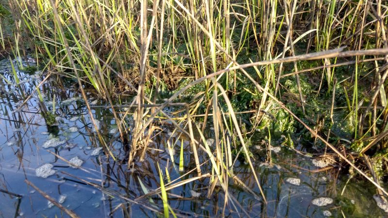 Diverse Coastal Ecosystems In One Location