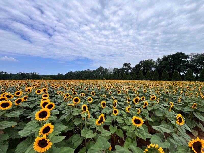 Pick Your Own Georgia Peaches & Experience Farm Life At This 330-Acre Farmland In McDonough - Decor Hint Sunflower Field Photo Opportunities