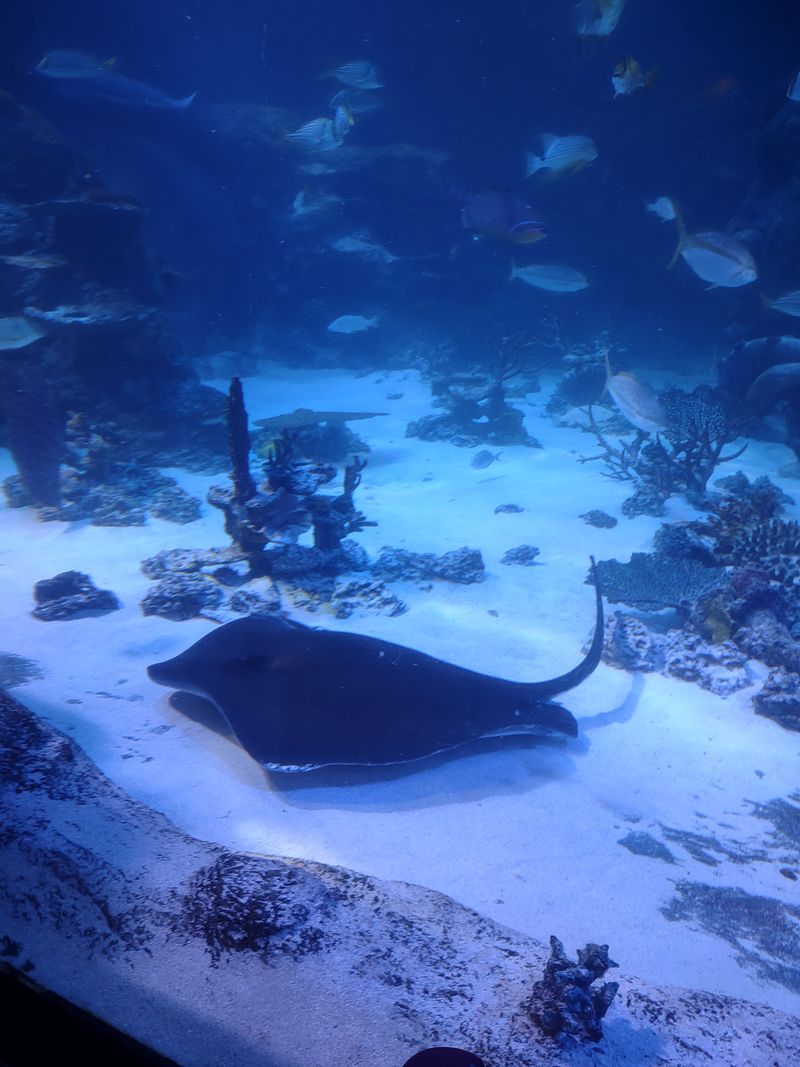 From Mall To Marine Dream