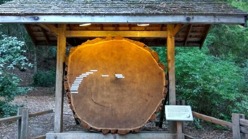 California's Oldest State Park Is Filled With Redwoods That Are Over 1,000 Years Old - Decor Hint Conservation Legacy And Ongoing Protection Efforts