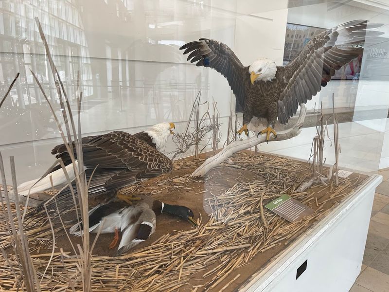 Step Into The Land Of Giants At This Incredible Atlanta Georgia Museum That Houses The World's Largest Dinosaurs - Decor Hint Conveyed in Clay