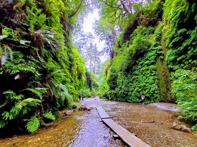 Fern Canyon's Living Prehistoric Walls