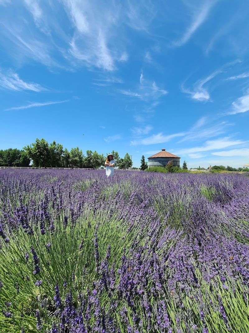 Pageo Lavender Farm