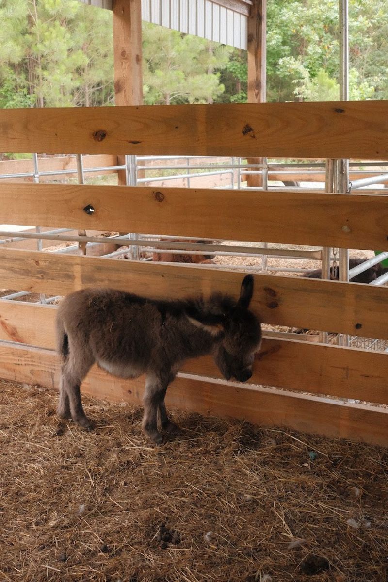 This Authentic Georgia Farm Blessing Creek Farms Georgia Brings Country Living To Life In 2026 - Decor Hint A Pet-Friendly and Multi-Animal Environment