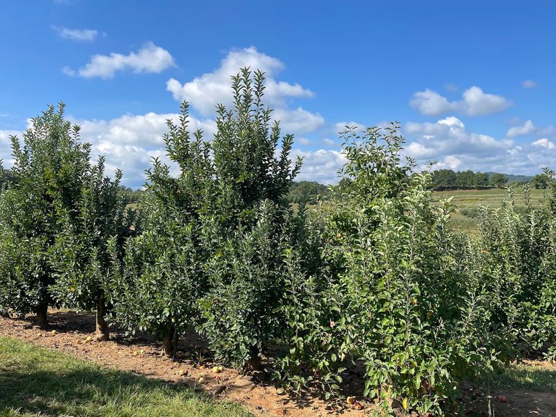 This Beloved Mountain Farm Mercier Orchards Blue Ridge Georgia Is A 2026 Must-Visit - Decor Hint A Winery and Hard Cider Taproom Right on the Property