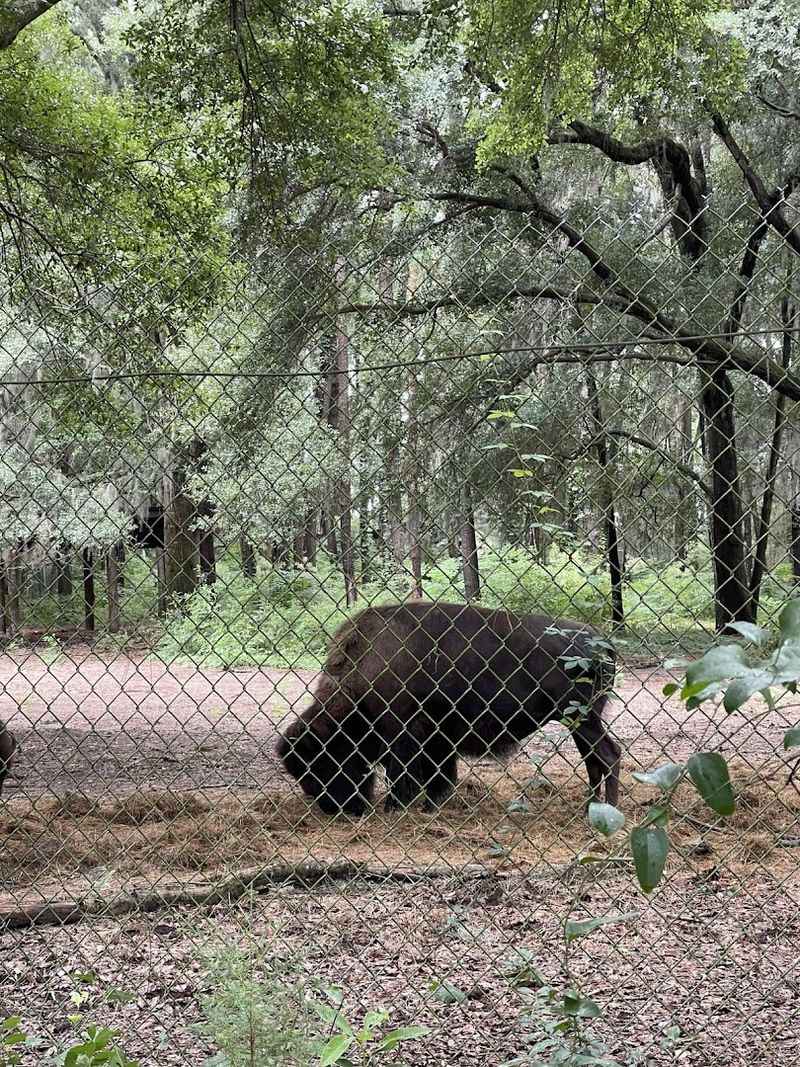 This Savannah Georgia Destination Features A Historic Building Used In Hollywood Movies And Has A Wolf Wilderness Exhibit - Decor Hint Georgia Farm Area With Ossabaw Hogs