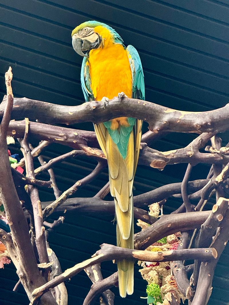 Animal Ambassadors Bring Wildlife Close