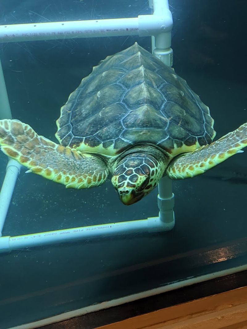 Aquarium Displays Showcasing Local Species