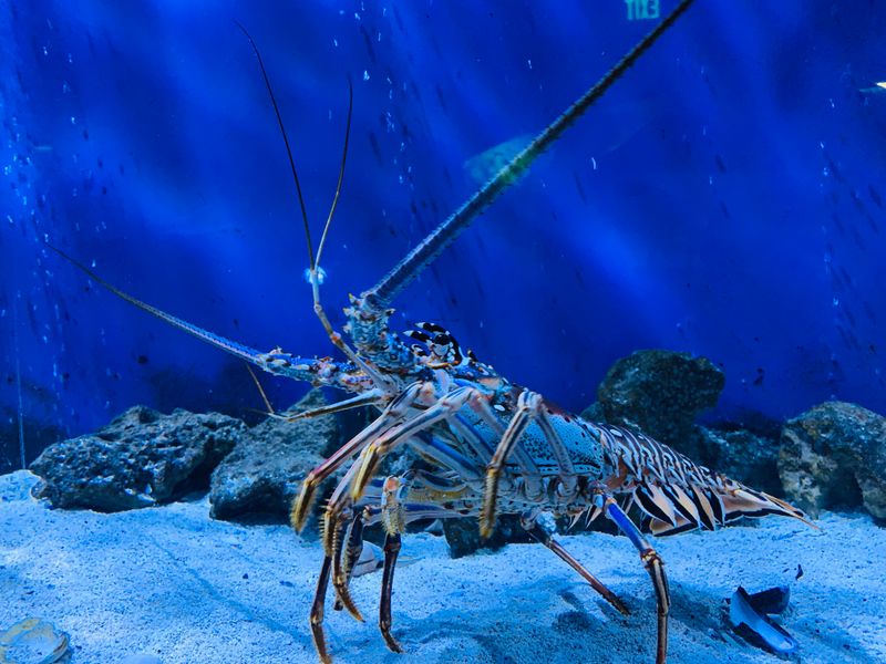Shipwreck Shadows And Reef Color Bursts
