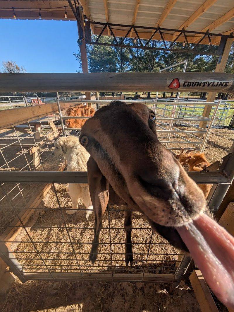 This Authentic Georgia Farm Blessing Creek Farms Georgia Brings Country Living To Life In 2026 - Decor Hint Animal Therapy Benefits