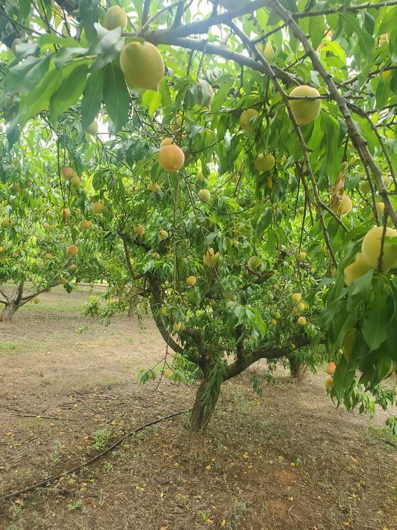 Pick Your Own Georgia Peaches & Experience Farm Life At This 330-Acre Farmland In McDonough - Decor Hint Fresh Farm Stand Produce