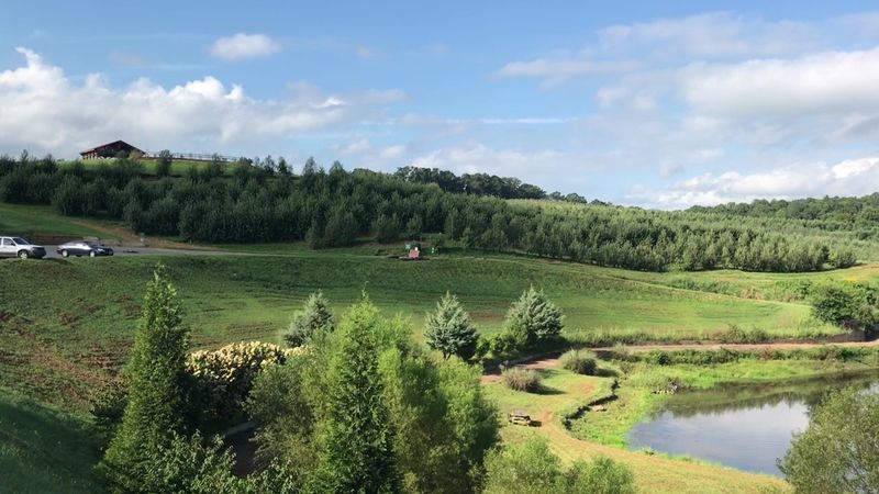 This Beloved Mountain Farm Mercier Orchards Blue Ridge Georgia Is A 2026 Must-Visit - Decor Hint Berry Picking Season for Strawberries and Blueberries