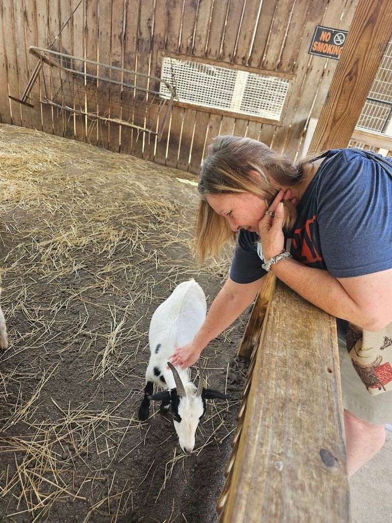 Meet Bears Up Close In North Carolina This Weekend - Decor Hint Affordable Family Activity Option