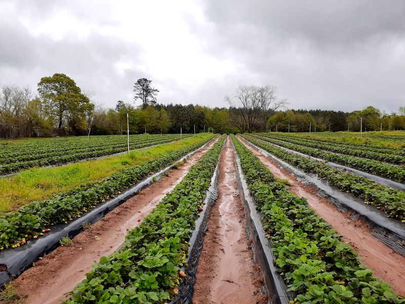 The Search for Georgia's Best Peach Ice Cream Might Just End At This Roadside Shed - Decor Hint Other Farm-Fresh Products Available