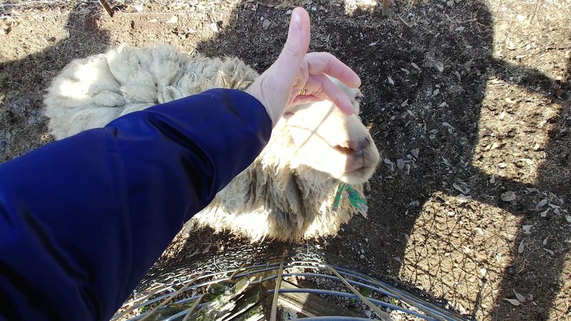 This Unassuming Georgia Farm Is Secretly Home To Some Of The World's Most Exotic Animals - Decor Hint Animal Feed Bags That Make Every Visit Personal