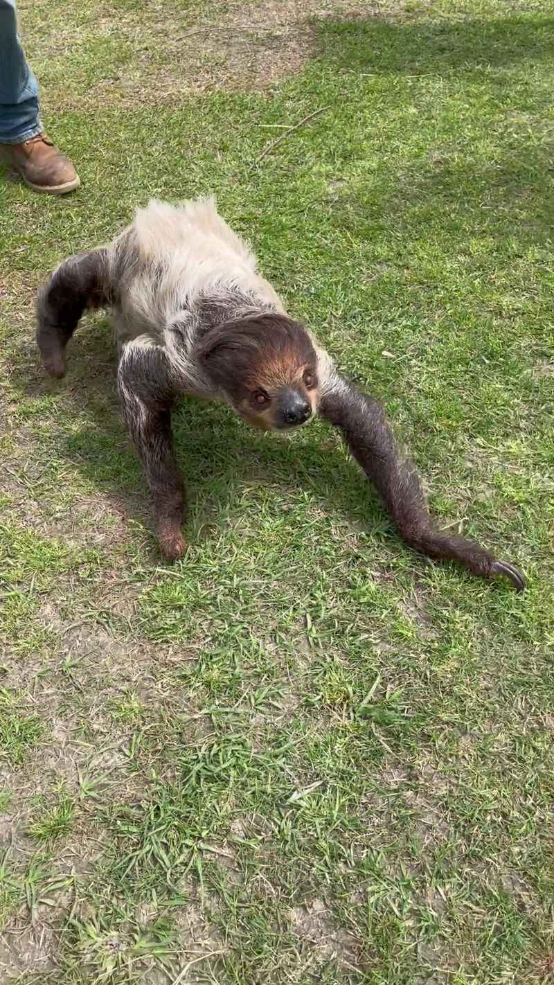 This North Carolina Sanctuary Turns Into A Summer Safari Adventure - Decor Hint Four Point Eight Star Rating Reflecting Consistent Excellence