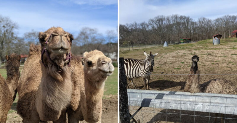 Since 1945 Pettit Creek Farms In Georgia Has Blended Family Farming With Exotic Animals From Around The World