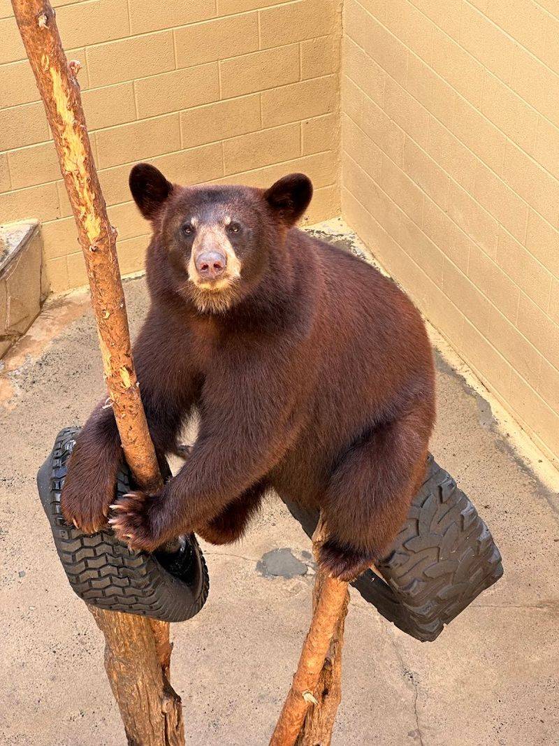 Meet Bears Up Close In North Carolina This Weekend - Decor Hint Cash Payment System In Place