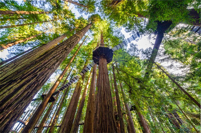 This California Sky Walk Lets You Stroll High Above Towering Redwoods On Valentine's Day - Decor Hint A Quarter-Mile Journey Through The Canopy