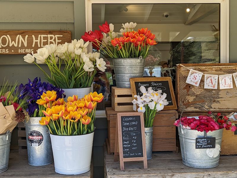 These 8 Stunning Tulip Farms In California Burst Into Color Every Spring - Decor Hint Earthbound Farm Stand