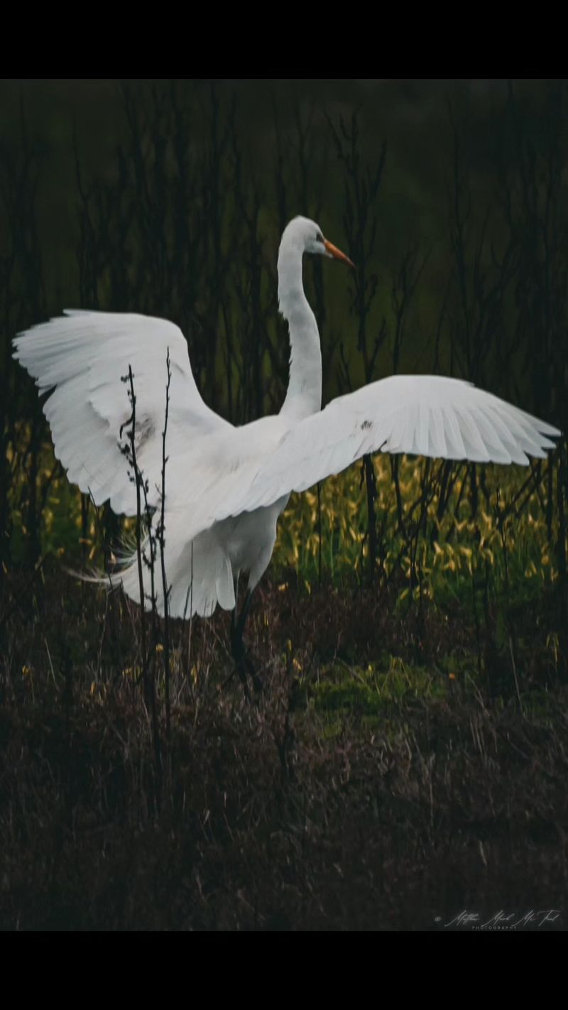 Globally Important Bird Area Status Draws Enthusiasts