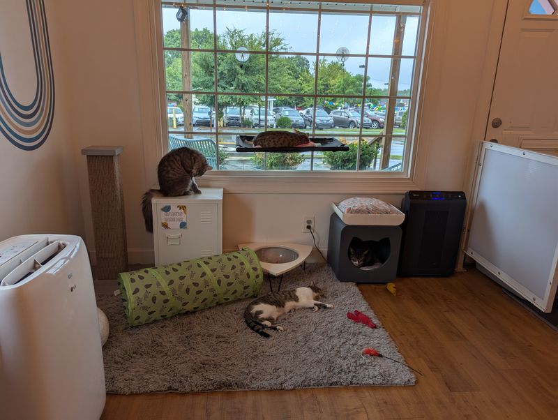 The Cat Lounge Experience