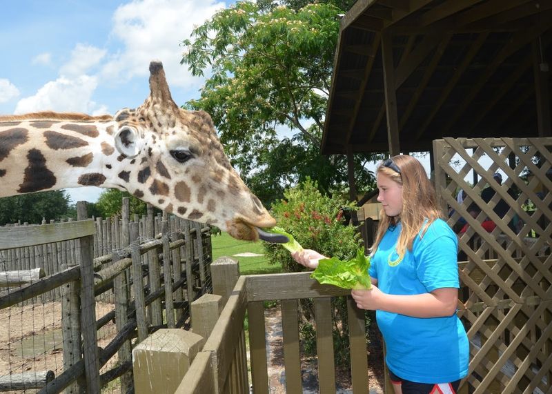 This Thrill-Packed Theme Park Wild Adventures Georgia Is A 2026 Must-Visit - Decor Hint Up-Close Animal Encounters and Wildlife Shows