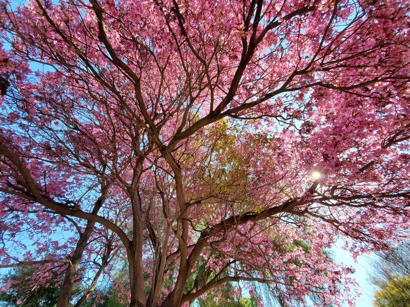 40 Incredible Things To Do In Los Angeles, California This February - Decor Hint Visit Early Spring Blooms At Los Angeles County Arboretum And Botanic Garden