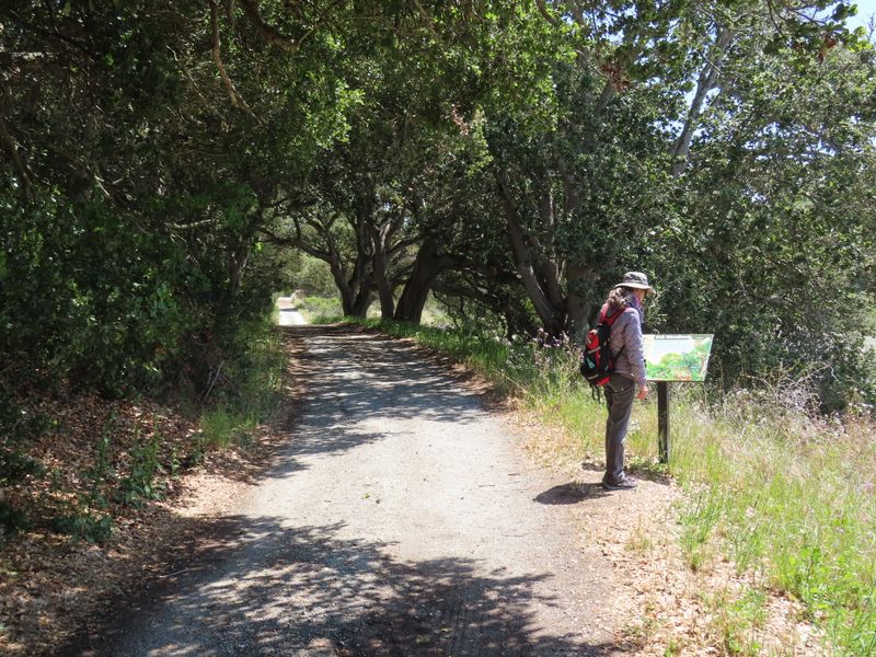 Docent-Led Walks Enhance Understanding And Discovery
