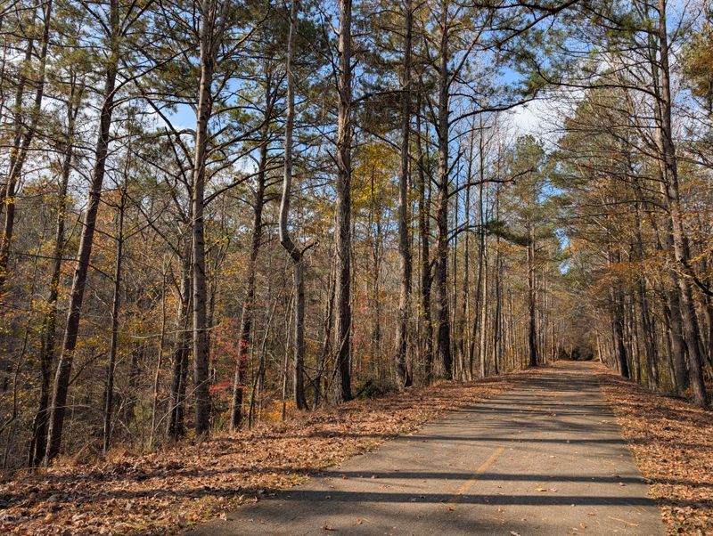 Shaded Forest Sections Keep You Cool During Warm Days