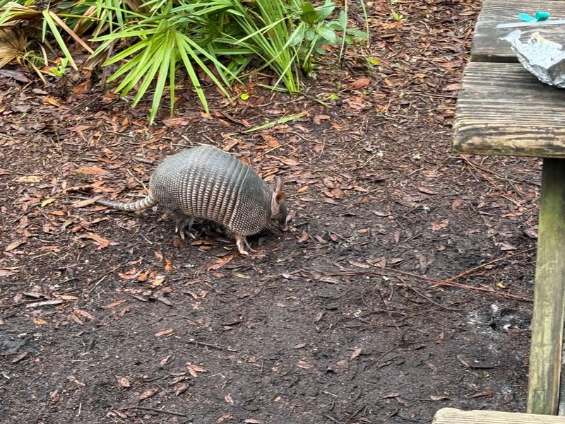 Armadillos and Island Wildlife
