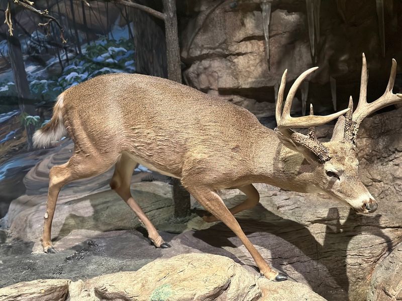 Step Into The Land Of Giants At This Incredible Atlanta Georgia Museum That Houses The World's Largest Dinosaurs - Decor Hint STEAM Lab