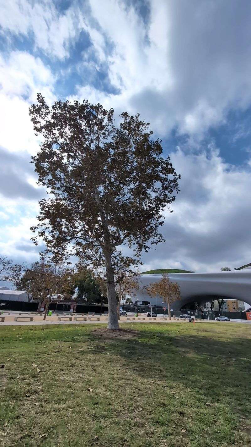 George Lucas' Spaceship Museum In Los Angeles, California Is Nearly Finished (Here's How To Get A Sneak Peek Before It Opens) - Decor Hint Gardens And Green Spaces Surround The Building