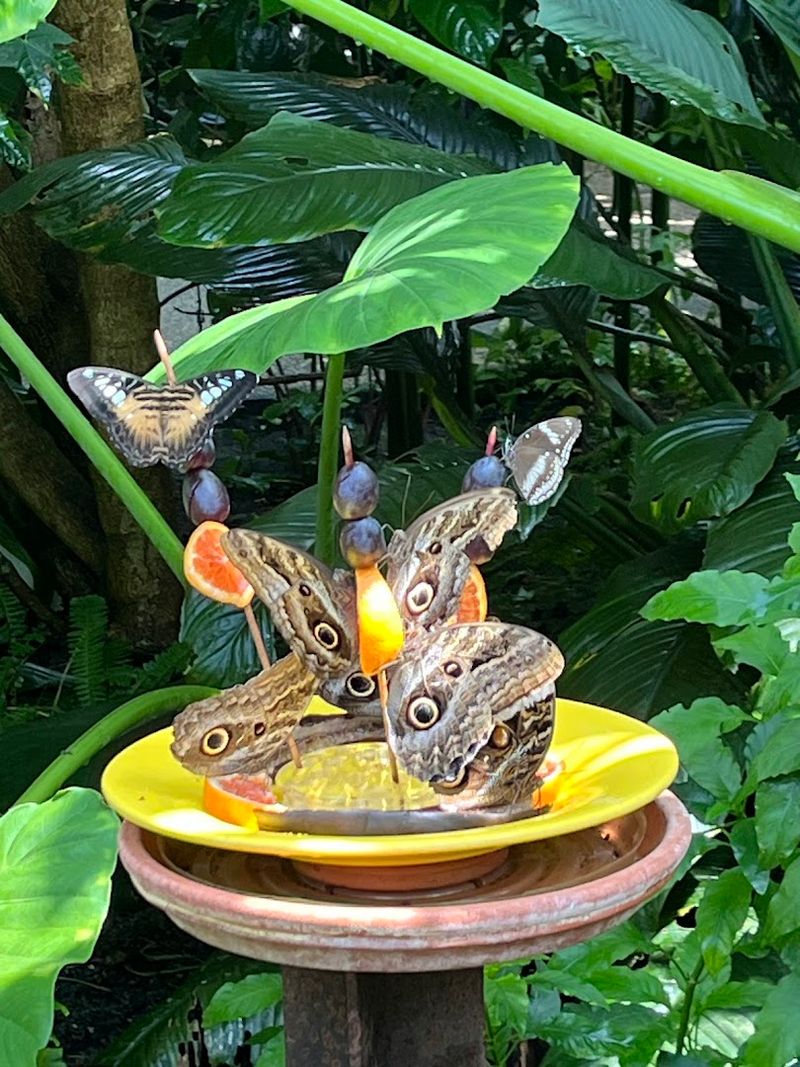 Over Thirty Species Of Tropical Butterflies Fill The Conservatory