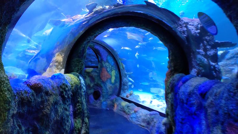 Meeting Florence The Nurse Shark