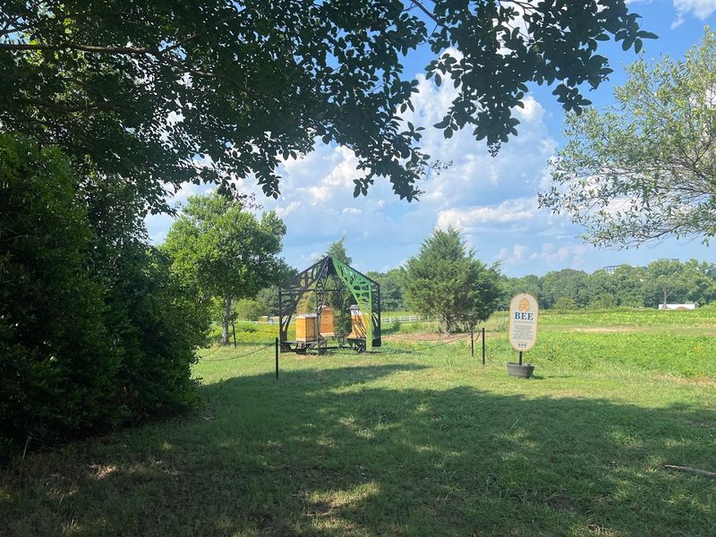 Biodiesel Production From Harvested Seeds