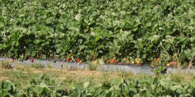 Pick Your Own Georgia Peaches & Experience Farm Life At This 330-Acre Farmland In McDonough - Decor Hint Educational Farm Tours