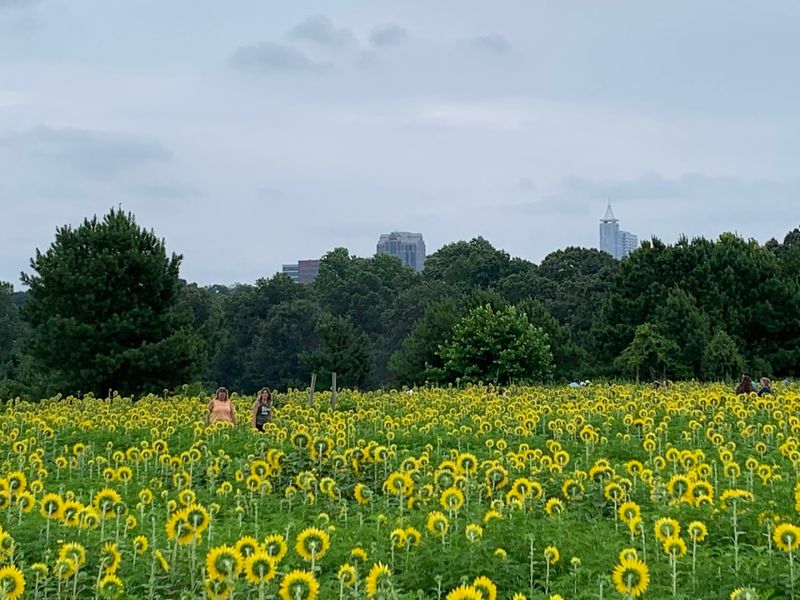 SunFest Celebrates Peak Bloom