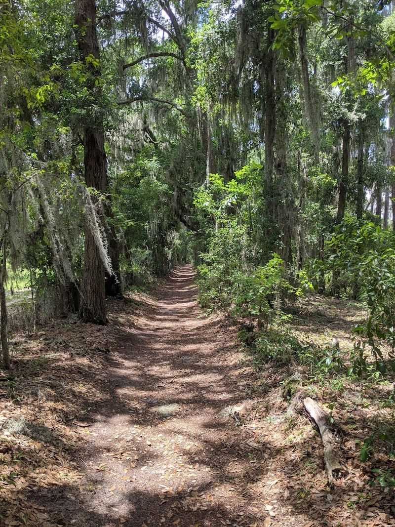 Peaceful Morning Walks Along the Shore