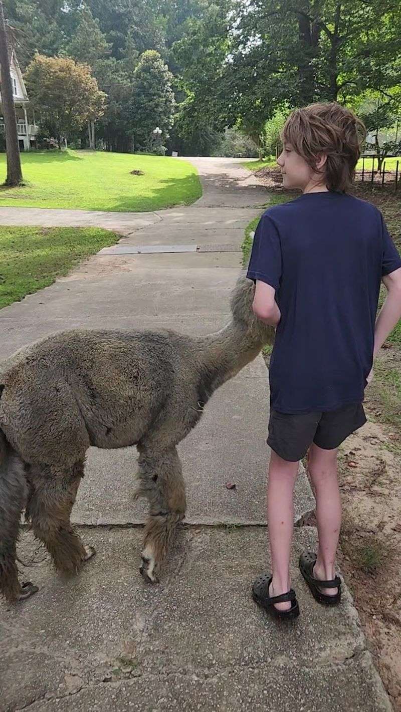 These Up-Close Alpaca Moments Make L & R Alpaca Haven Farm Georgia Worth The Trip - Decor Hint A Family-Friendly Atmosphere That Welcomes Everyone