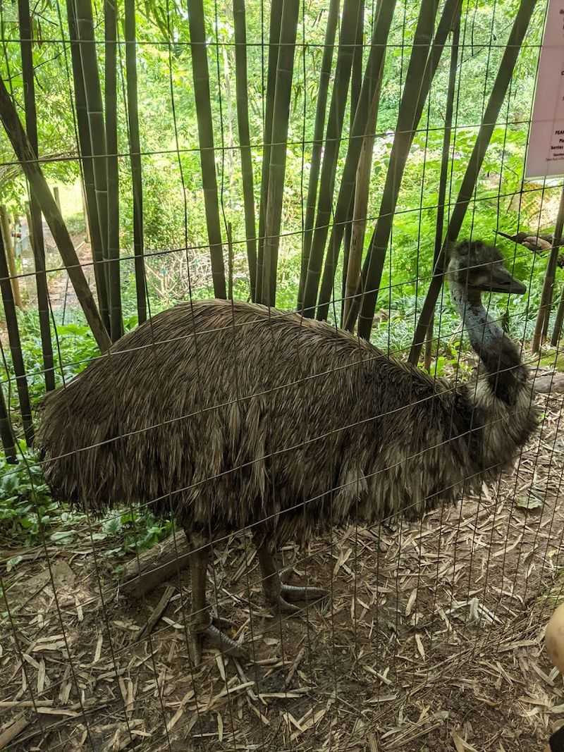 Big Lou The Emu At Peace Pond