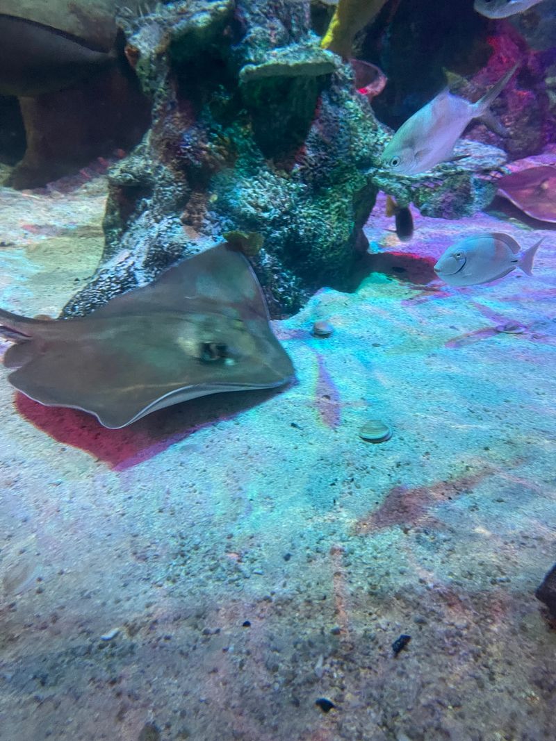 Sea Turtle Flyovers And Ray Ballets