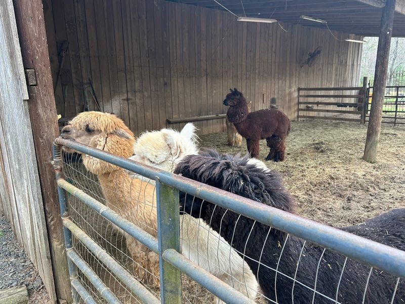 These Up-Close Alpaca Moments Make L & R Alpaca Haven Farm Georgia Worth The Trip - Decor Hint Local Artisans and Vendors Worth Supporting