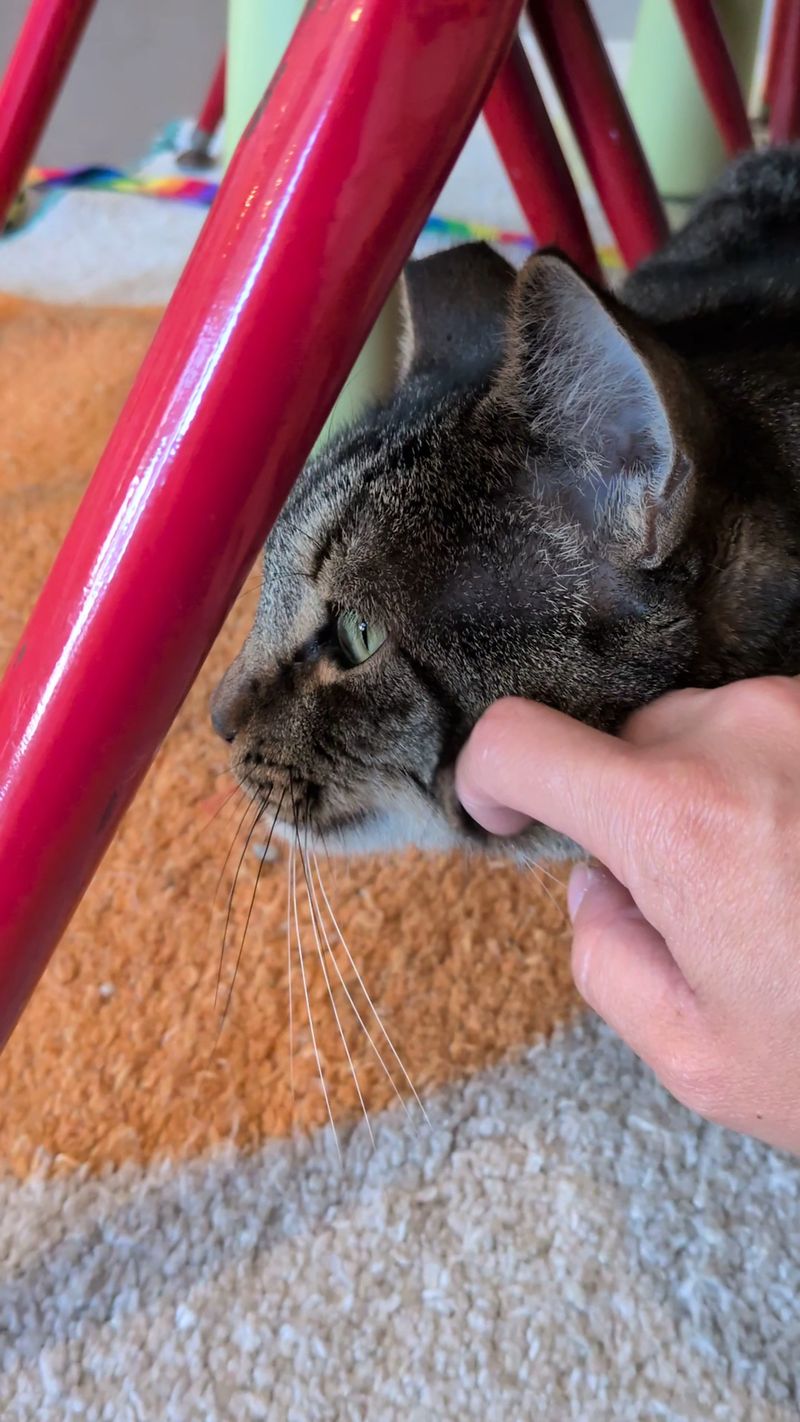 Success Stories Show The Real Impact Of Every Adoption