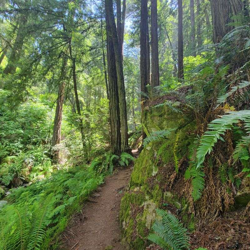 Annual Dipsea Race Tradition