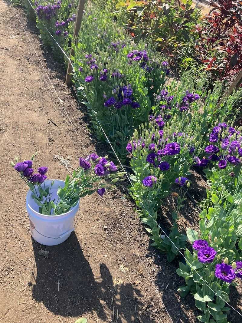 Wynnie's Flower Farm