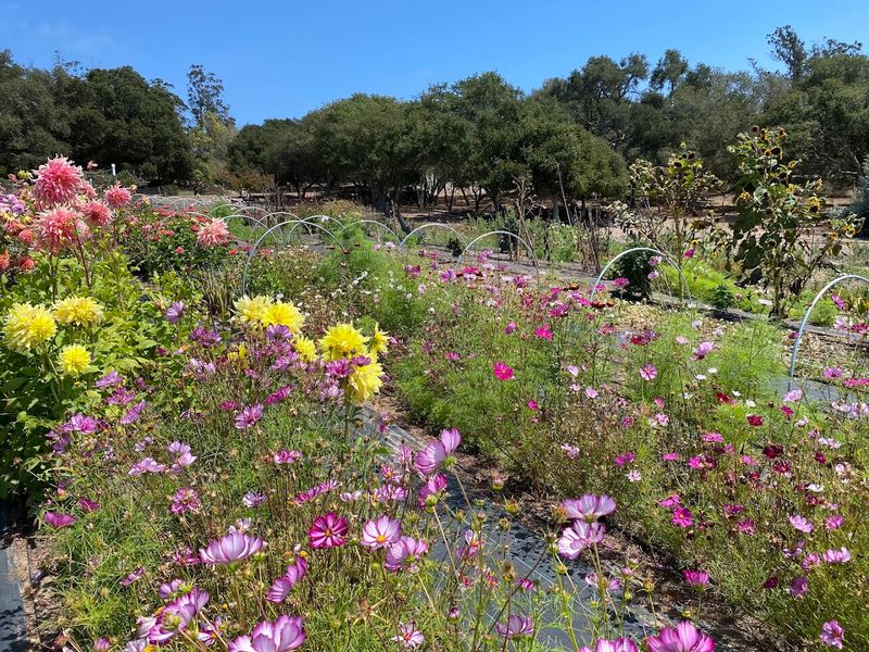 Santa Rita Hills Lavender Farm