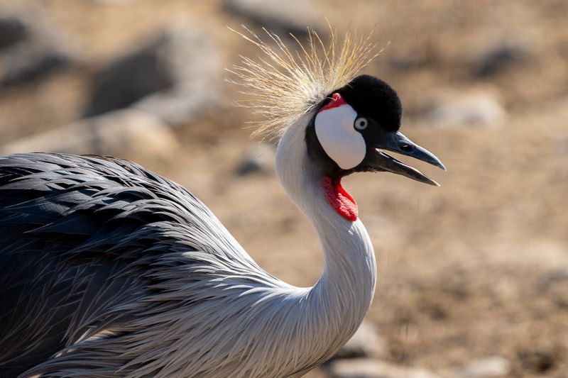 Founded In 1989 By Peter And Nancy Lang