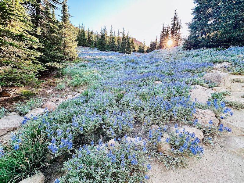 Seasonal Access And Trail Openings