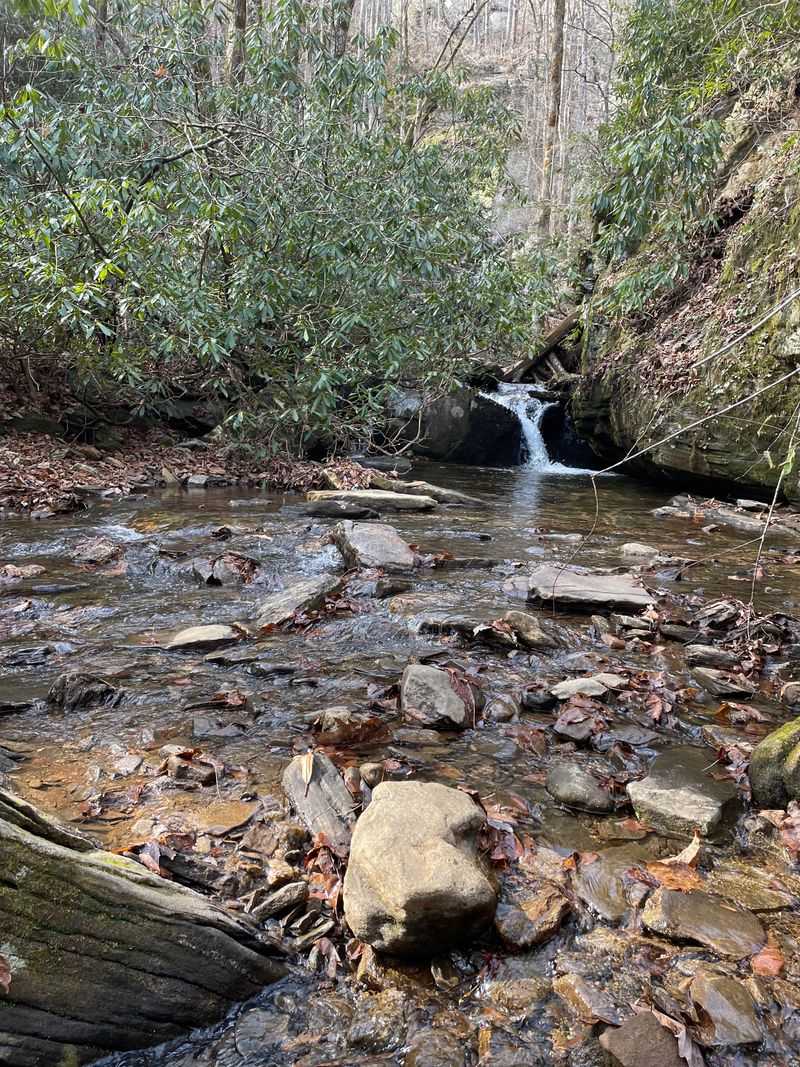 Dogs Are Welcome to Join the Adventure